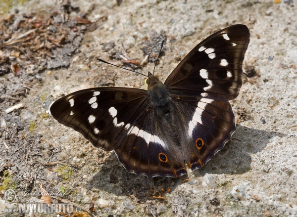 Grote weerschijnvlinder