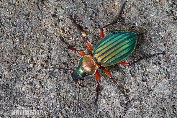 Ground Beetle (Carabus auronitens)