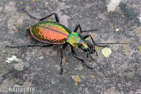 Ground Beetle (Carabus rutilans)