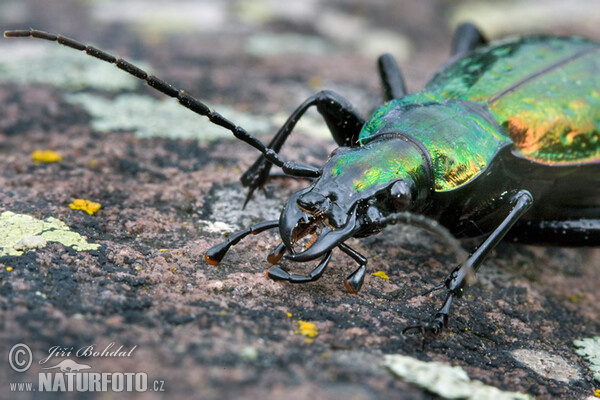 Ground Beetle (Carabus rutilans)