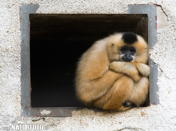 Gulkindad gibbon