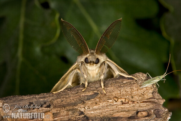 Gypsy Moth (Lymantria dispar)