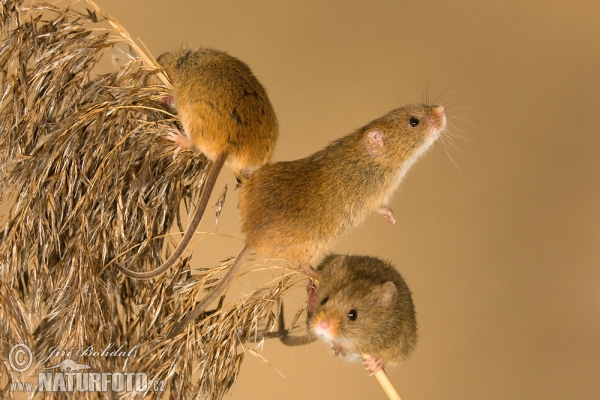 Harvest Mouse (Micromys minutus)