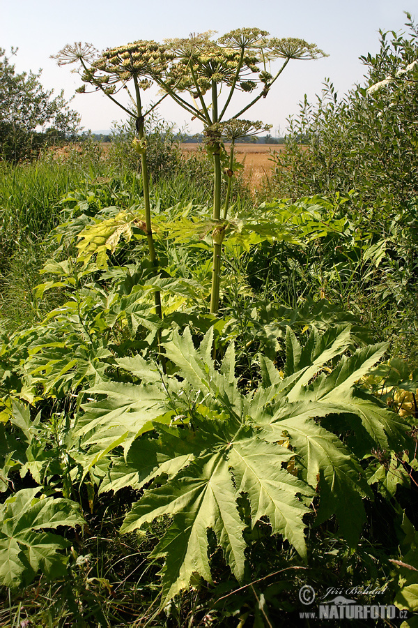 Heracleum mantegazzianum