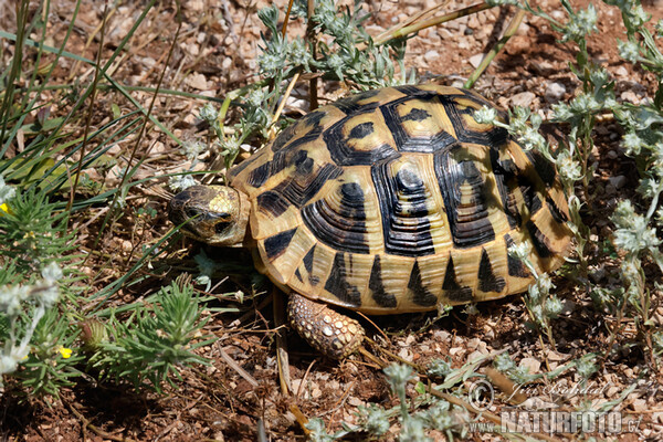 Hermann's Tortoise (Testudo hermanni)