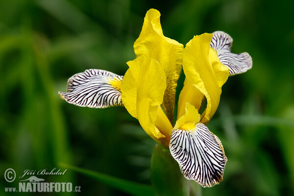 Hungarian Iris (Iris variegata)