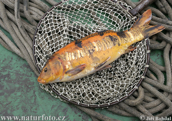 Ikan Lee Koh