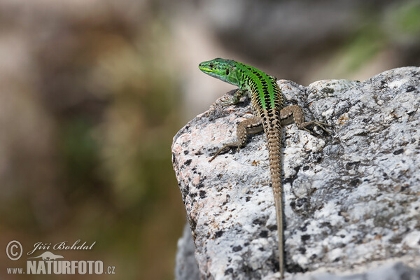 Italian Wall Lizard (Podarcis siculus)