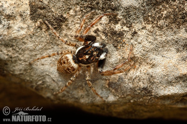 Jumping Spider (Menemerus semilimbatus)