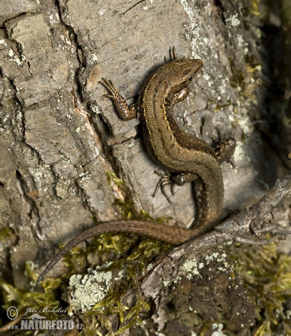 Lagartija de turbera