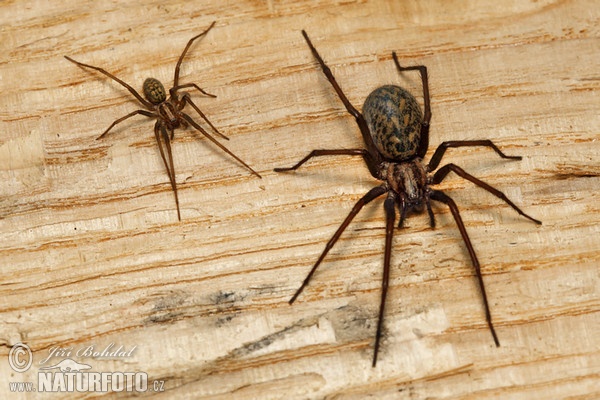 Large House Spider (Eratigena atrica)
