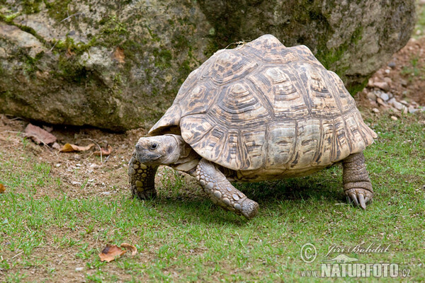 Leopard Tortoise (Geochelone pardalis)