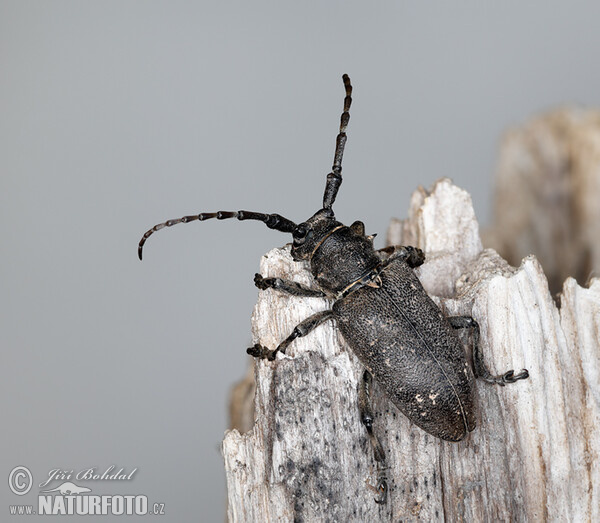 Long-Horned Beetle (Lamia textor)