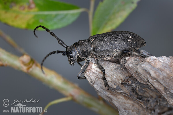 Long-Horned Beetle (Lamia textor)