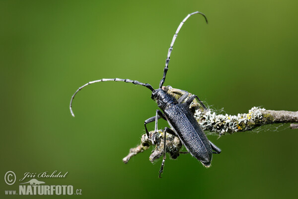 Longhorn Beetle (Cerambyx scopolii)