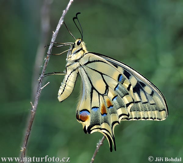 Machaon papillon