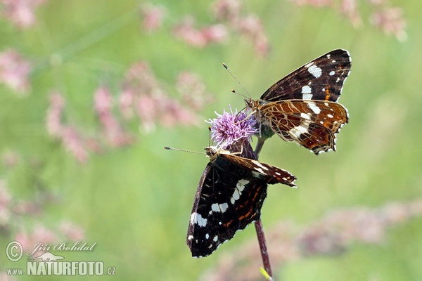 Map Butterfly (Araschnia levana levana f. prorsa)