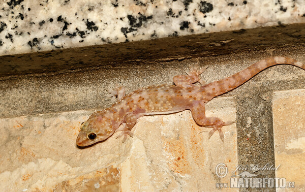 Mediterranean Gecko (Hemidactylus turcicus)