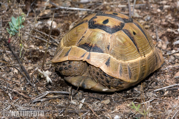 Mediterranean spur-thighed tortoise (Testudo graeca)