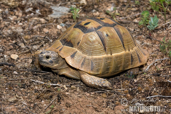 Mediterranean spur-thighed tortoise (Testudo graeca)