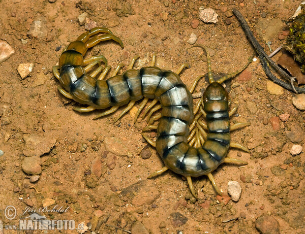 Megarian banded centipede (Scolopendra cingulata)
