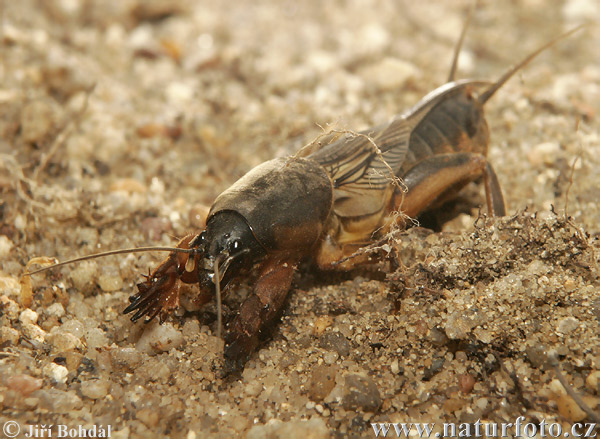 mole-cricket-40658.jpg