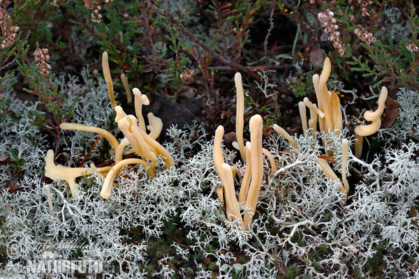 Moor Club Mushroom (Clavaria argillacea)