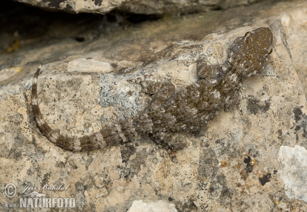 Morisch Gecko (Tarentola mauritanica)
