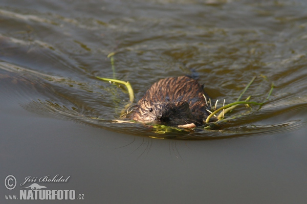 Musk Rat (Ondatra zibethicus)