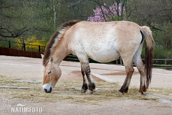 Ngựa hoang Mông Cổ