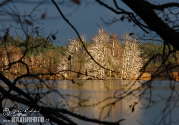 Novy Vdovec Pond (Tre)