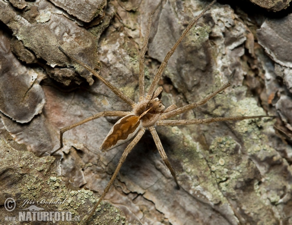 Nursery Web Spiders (Pisaura mirabilis)