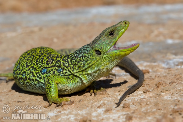 Ocellated Lizard (Lacerta lepida)
