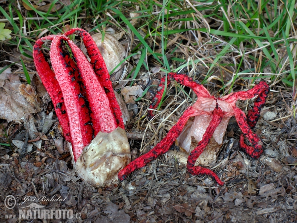 Octopus stinkhorn Mushroom (Clathrus archeri)