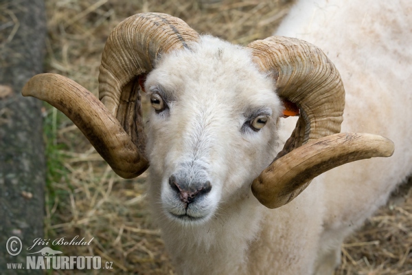 Ouessant Sheep (Ovis orientalis aries Ouessant)