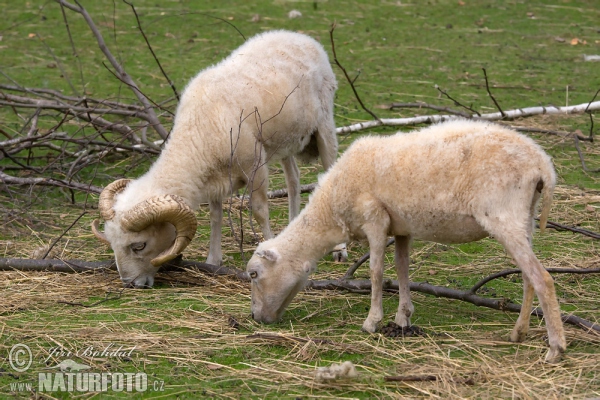 Ouessant Sheep (Ovis orientalis aries Ouessant)
