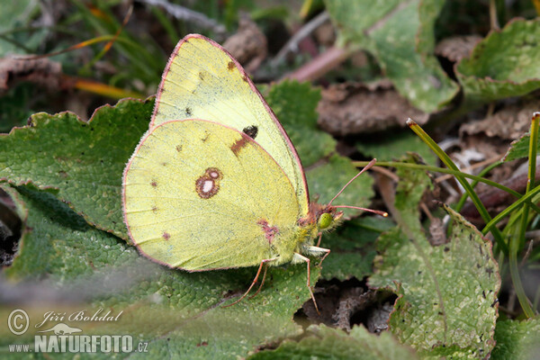 Pale Clouded Yellow (Colias hyale)