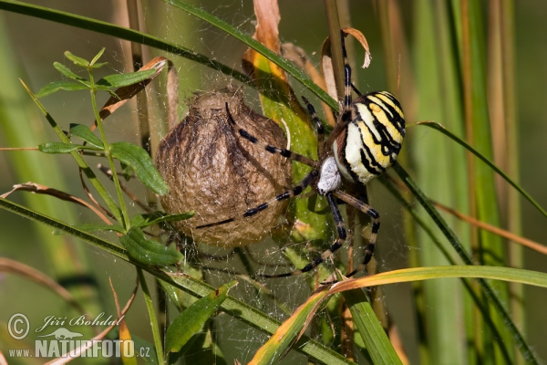 Păianjen viespe
