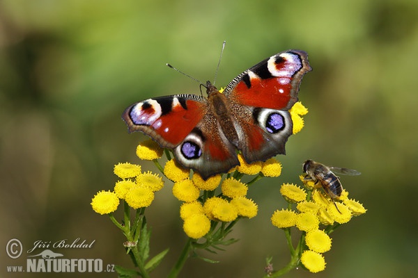 Peacock (Inachis io)