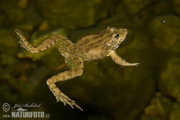 Perez´s Frog (Pelophylax perezi)