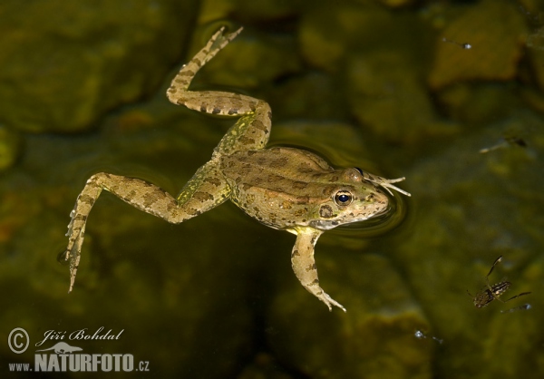 Perez´s Frog (Pelophylax perezi)