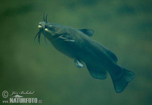 Pesce gatto nebuloso
