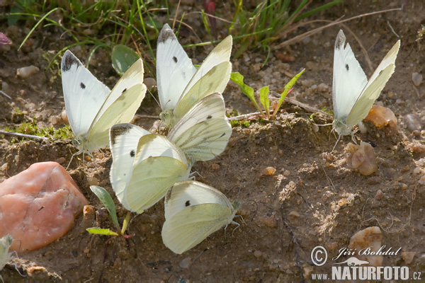 Pieris rapae + napi