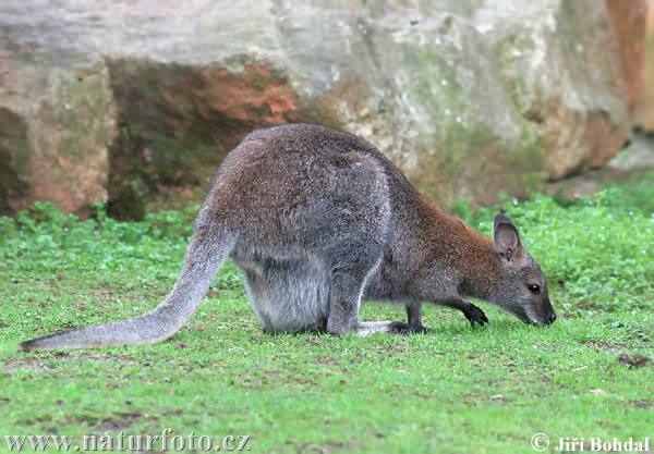Pilkarusvė kengūra