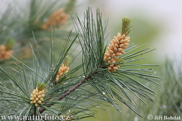 Pinus strobus