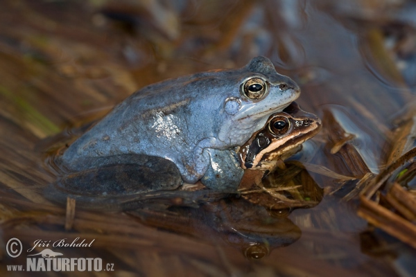 Plavček žaba