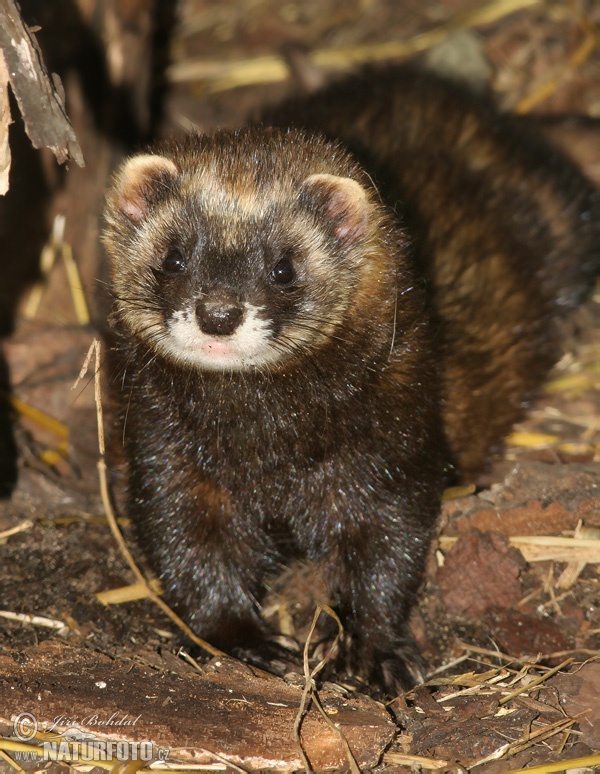 [Image: polecat-30376.jpg]