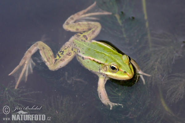 Pool Frog Kleiner Wasserfrosch (Rana lessonae)