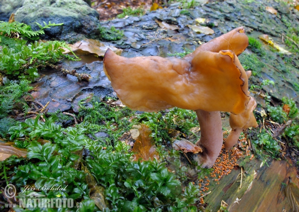 Pouched False Morel Mushroom (Gyromitra infula)
