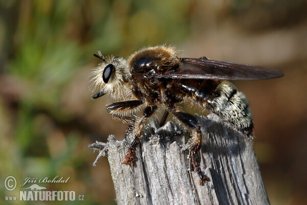 Predatory Fly (Laphria gibbosa)